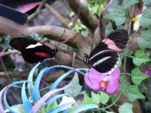 Motýlárium Papilonia